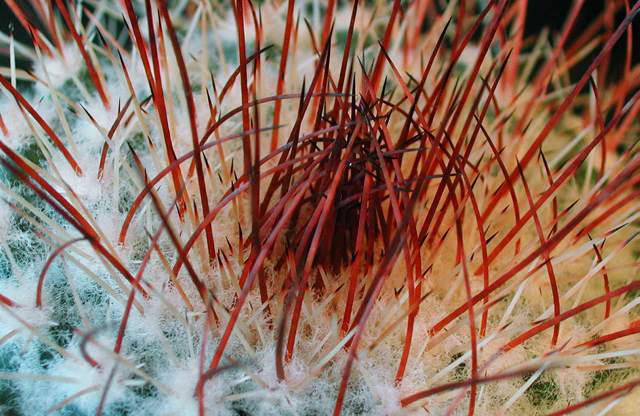 Mammillaria apozolensis (2).jpg